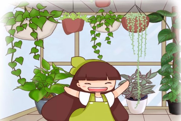 阳台扔上这9种花,蹭蹭直冒芽,3个月长成了“瀑布”! 阳台扔上这9种花,蹭蹭直冒芽,3个月长成了“瀑布”!