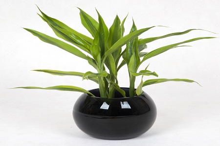 富贵竹用什么土养好