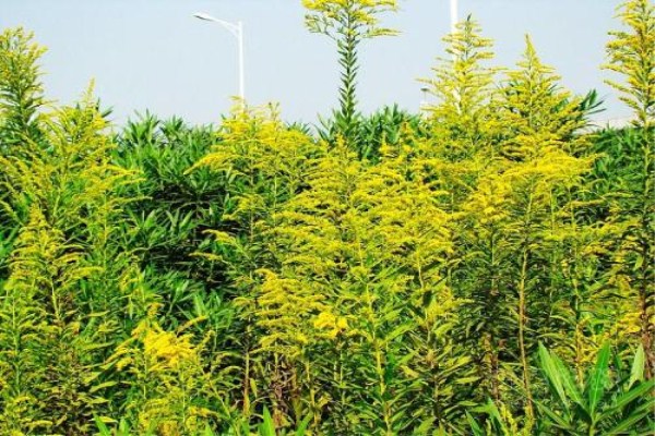 一枝黄花的功效与作用 一枝黄花的功效与作用