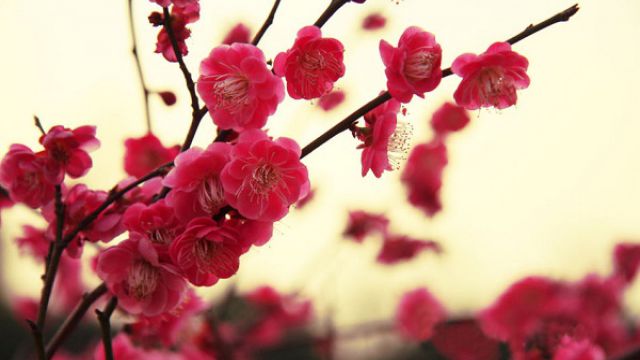 梅花与桃花的区别 梅花与桃花的区别