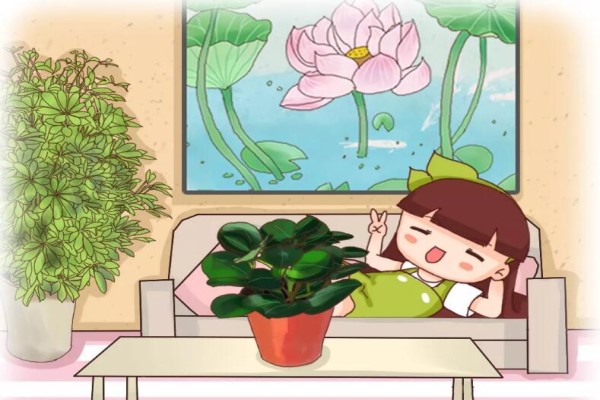茶几书桌放盆它,吸甲醛净空气,缓解眼疲劳! 茶几书桌放盆它,吸甲醛净空气,缓解眼疲劳!
