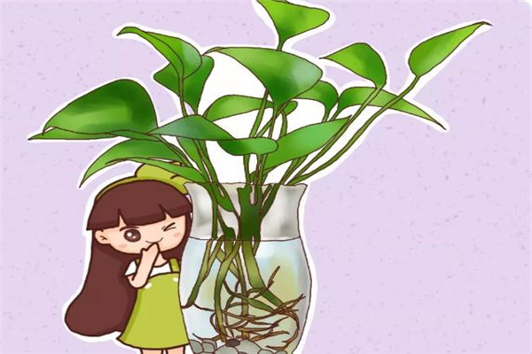 这5种花扔水里,10天长出大白根,叶子肥的能滴油! 这5种花扔水里,10天长出大白根,叶子肥的能滴油!