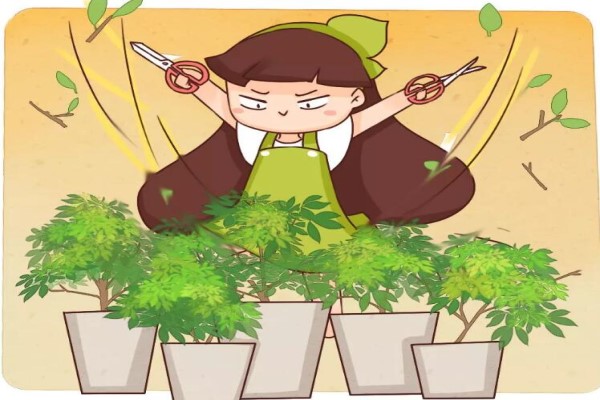 春天给花剪个小平头,花越长越旺,猛长叶爆开花! 春天给花剪个小平头,花越长越旺,猛长叶爆开花!