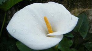 怎么让马蹄莲多开花