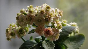 长寿花怎样养才能爆盆