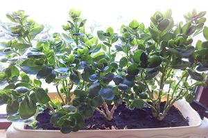 长寿花怎么养才旺盛