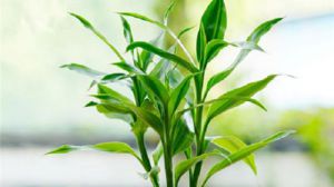 富贵竹用什么肥料