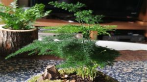 用什么水浇文竹最好