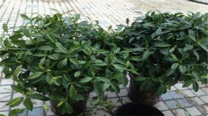 平安树被冻后如何复苏