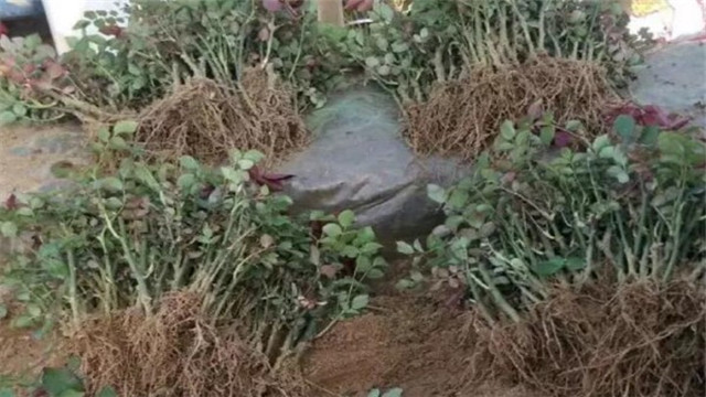 花烂根必死,丢点这个到盆里,立马起死回生! 花烂根必死,丢点这个到盆里,立马起死回生!