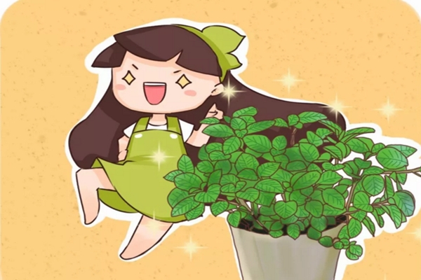 驱蚊虫吸甲醛...1盆花顶2个净化器! 驱蚊虫吸甲醛...1盆花顶2个净化器!