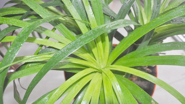 龙须树的养殖方法和注意事项 龙须树的养殖方法和注意事项