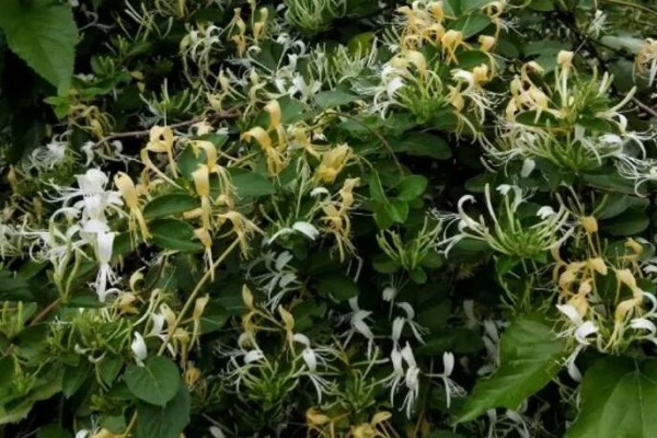 这5种花种家里,连买药钱都省了! 这5种花种家里,连买药钱都省了!