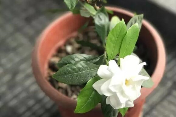 酸碱土不能养?撒把灰浇点醋,花立马疯长! 酸碱土不能养?撒把灰浇点醋,花立马疯长!