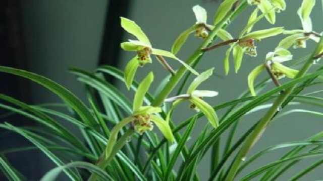 兰花和吊兰的区别 兰花和吊兰的区别