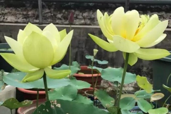 给点水就爆盆,越晒花越大,这花真无敌了! 给点水就爆盆,越晒花越大,这花真无敌了!