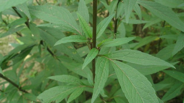 佩兰的功效与作用 佩兰的功效与作用
