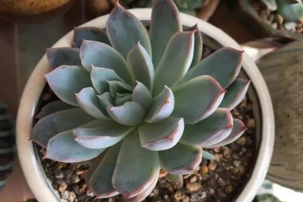家里的花长成歪脖子树?学这1招,10天立马正回来! 家里的花长成歪脖子树?学这1招,10天立马正回来!