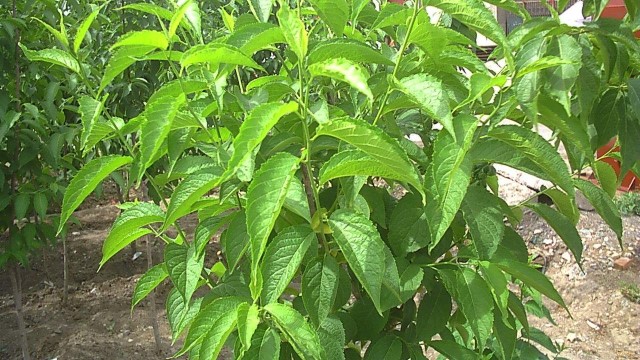 杜仲的功效与作用 杜仲的功效与作用