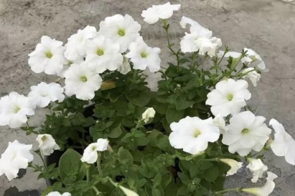 抓紧给花剃个头,1个月再爆盆,再晚就来不及了! 抓紧给花剃个头,1个月再爆盆,再晚就来不及了!