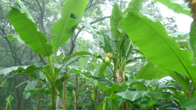 芭蕉的养殖方法和注意事项 芭蕉的养殖方法和注意事项