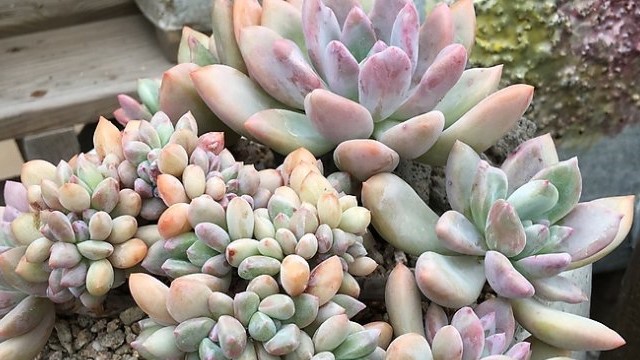 奥普琳娜的养殖方法和注意事项 奥普琳娜的养殖方法和注意事项