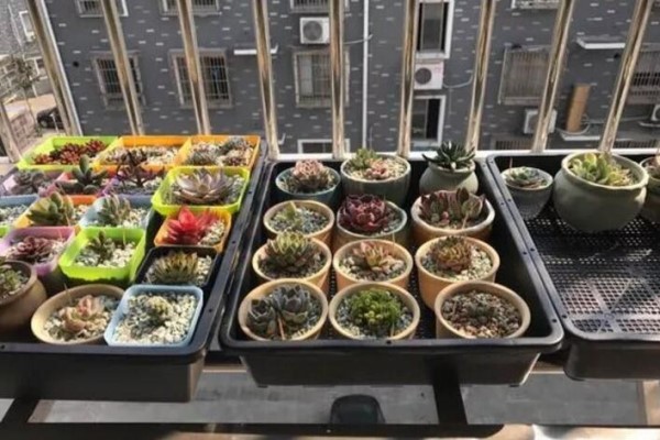 谁说没有阳台不能养花?他把防盗窗养成花墙,邻居都眼红了! 谁说没有阳台不能养花?他把防盗窗养成花墙,邻居都眼红了!