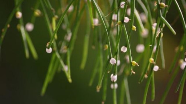 丝苇属植物怎么养殖 丝苇属植物怎么养殖