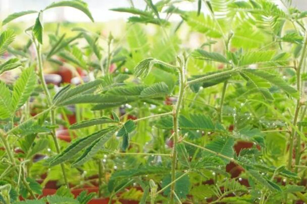 这花一碰就缩叶子,家里有小孩的,最适合养一盆了! 这花一碰就缩叶子,家里有小孩的,最适合养一盆了!