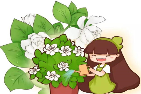 栀子夏天长最快,这么养10天就爆满盆,黄叶全没了! 栀子夏天长最快,这么养10天就爆满盆,黄叶全没了!