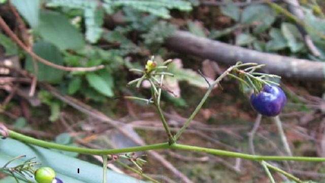 山菅有毒吗 山菅有毒吗