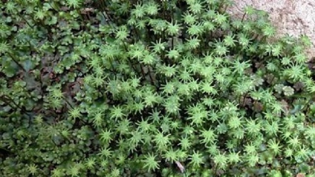 地钱怎么养 地钱怎么养