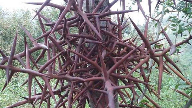 皂刺的功效与作用 皂刺的功效与作用