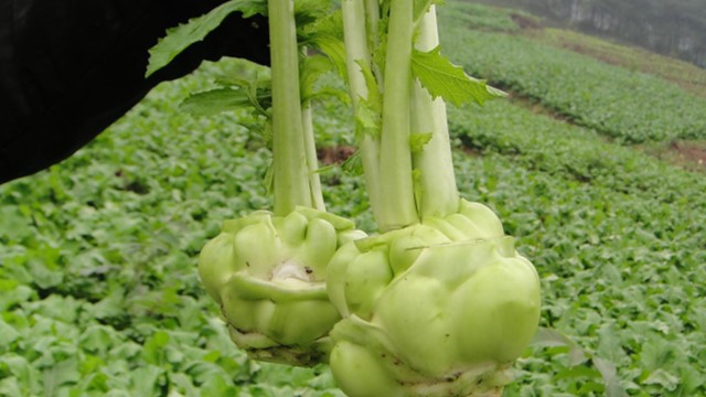 榨菜的功效与作用 榨菜的功效与作用