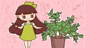 栀子月季咔嚓1刀，花苞多到爆，枝都压弯了！