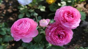 花毛莨怎么养