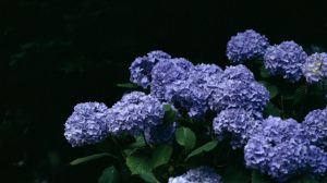 绣球花怎么养