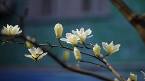 玉兰怎么养