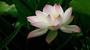 莲花怎么养