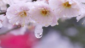 梅花怎么养