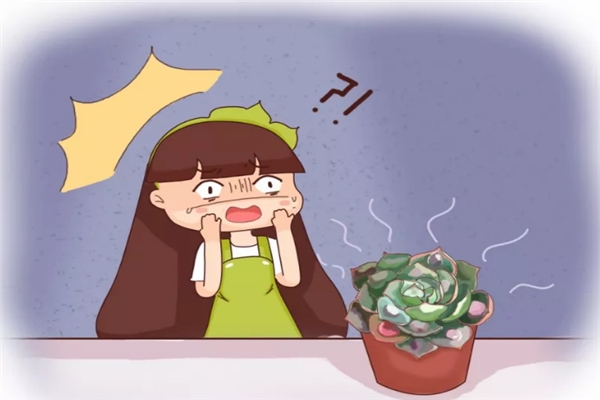 你家的花丑成“梅超风”?学1招,花朵呼呼猛开不见叶! 你家的花丑成“梅超风”?学1招,花朵呼呼猛开不见叶!