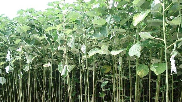 苎麻的功效与作用 苎麻的功效与作用