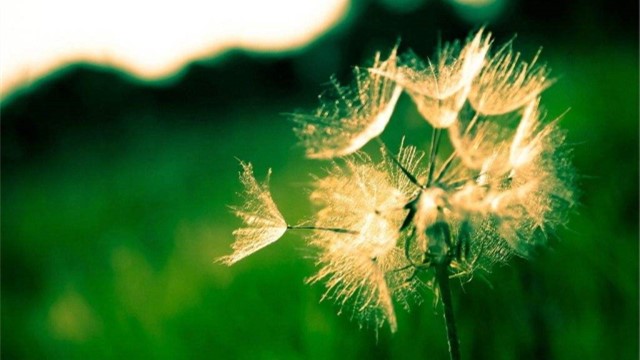 蒲公英和苦菜的区别 蒲公英和苦菜的区别