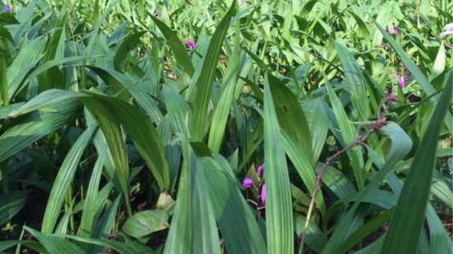 白芨种苗价格 白芨种苗价格