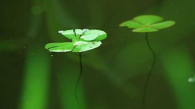 浮萍的功效与作用 浮萍的功效与作用