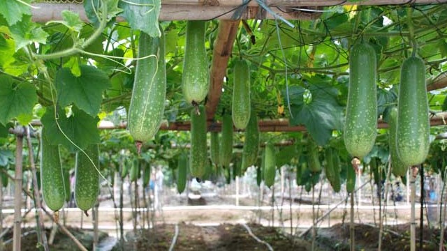 节瓜的功效与作用 节瓜的功效与作用