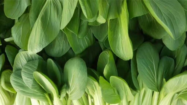 青菜的功效与作用 青菜的功效与作用