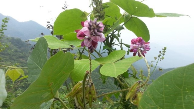 野葛的作用与功效 野葛的作用与功效