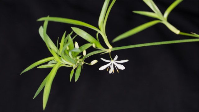 室内最好养的植物排名 室内最好养的植物排名