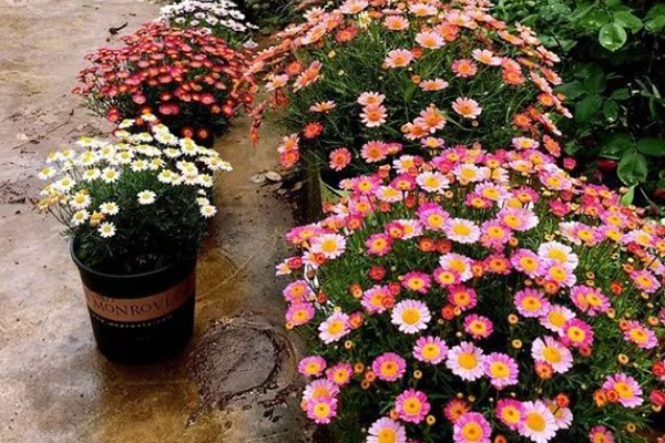 她把1种花养到无敌,赛过别人10个花园! 她把1种花养到无敌,赛过别人10个花园!